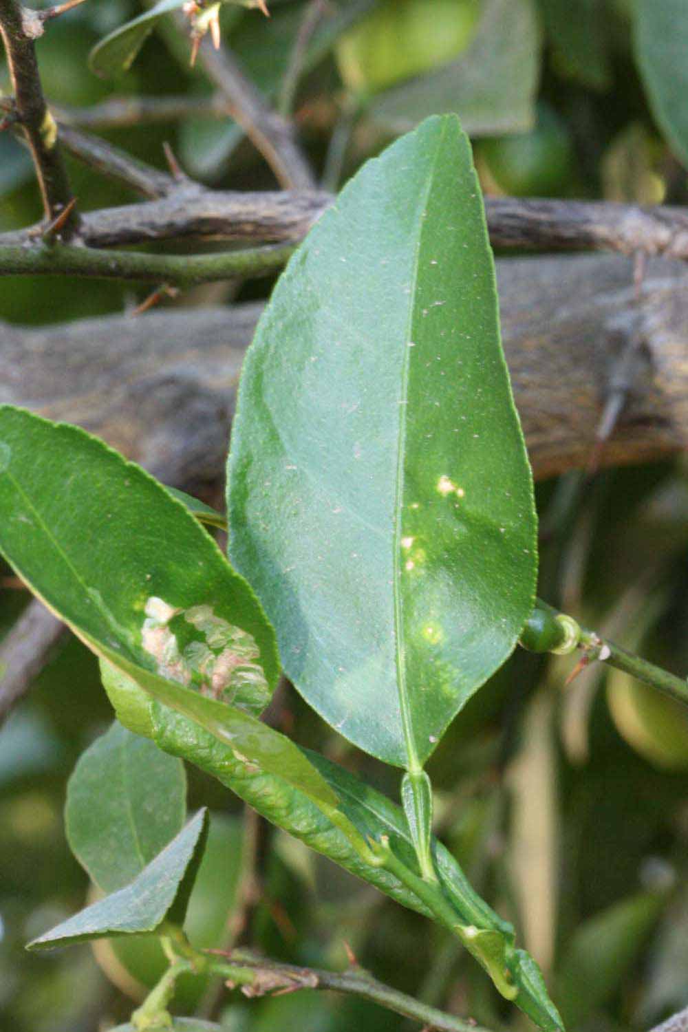            Unifoliolate leaf (Riverside, CA)   